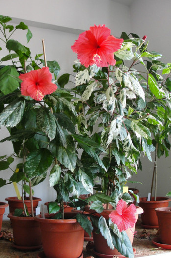 13.07.12 - B-hibiscus-2012 3