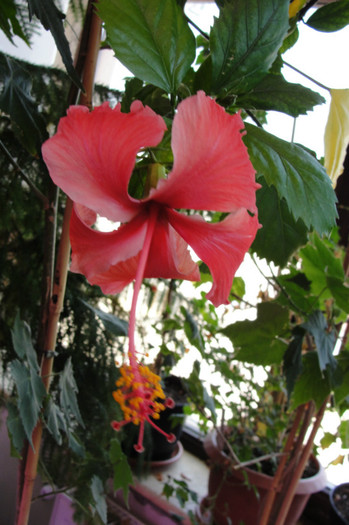 hibi Rouge Tropique - B-hibiscus-2012 3