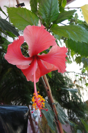  - B-hibiscus-2012 3
