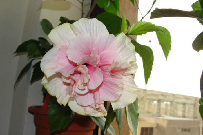 hibi roz pal batut - B-hibiscus-2012 3