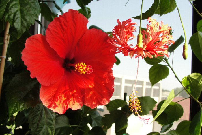 hibi Schizopetalus si no name - B-hibiscus-2012 3