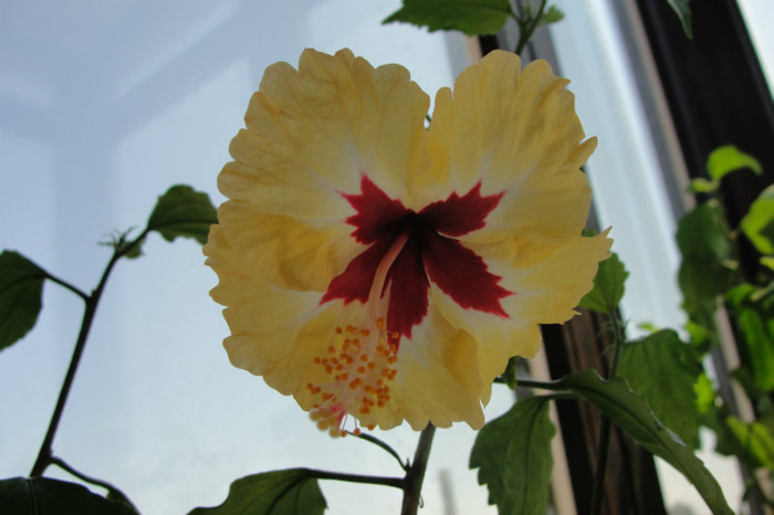 hibi Sylvia Goodman - B-hibiscus-2012 3