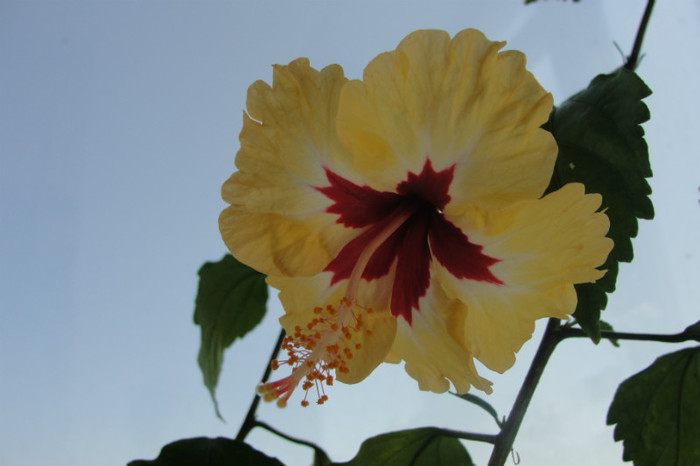  - B-hibiscus-2012 3
