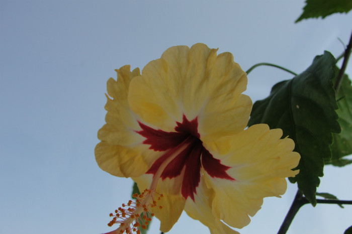 13.07.12 - B-hibiscus-2012 3