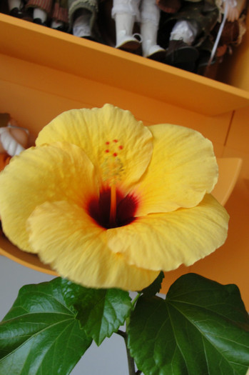  - B-hibiscus-2012 3
