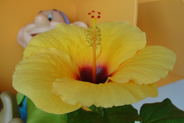 15.07.12 - B-hibiscus-2012 3