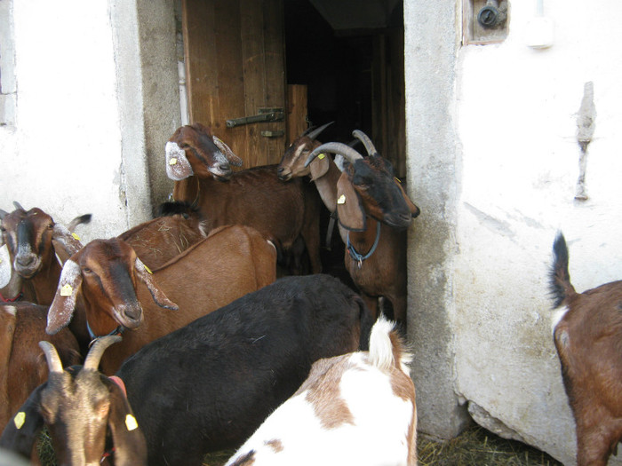 somam capre anglo nubiene - crescatori de capre -austria ziege farm