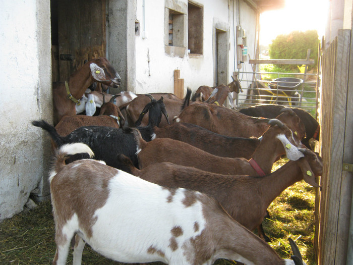 farmziege 035 - crescatori de capre -austria ziege farm
