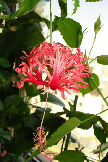DSC02590 - B-hibiscus-2012 3