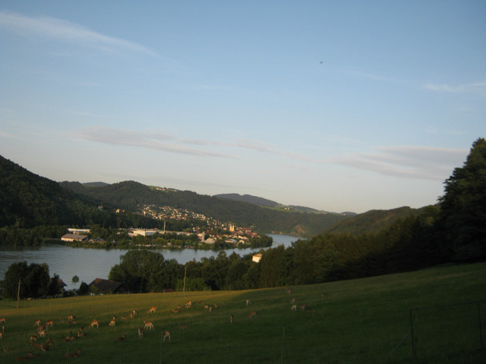 caprioare spre firma Soman