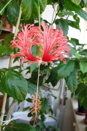 15.07.12 - B-hibiscus-2012 3