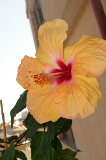  - B-hibiscus-2012 3