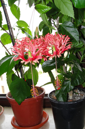 hibi Schizopetalus - B-hibiscus-2012 3