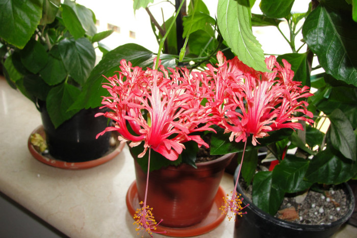 17.07.12 - B-hibiscus-2012 3