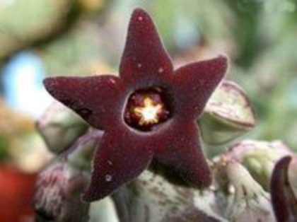 Caralluma hesperidum - orhidee la gramada