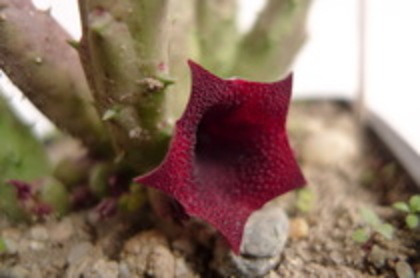 Huernia keniensis - orhidee la gramada