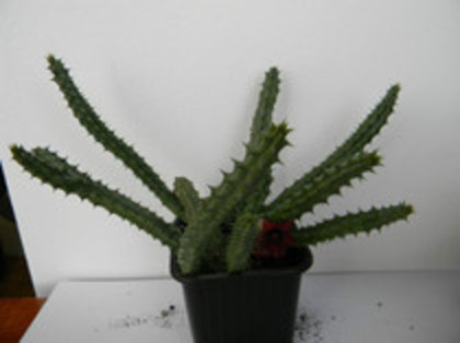 Huernia schneideriana - orhidee la gramada