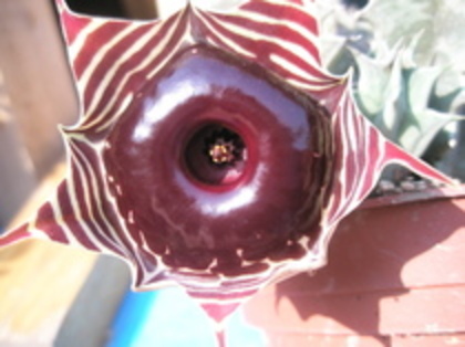 Huernia volkartii - poza NET - orhidee la gramada