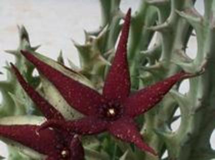 Orbea lutea - orhidee la gramada