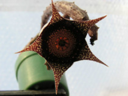 Orbeanthus hardyii - orhidee la gramada