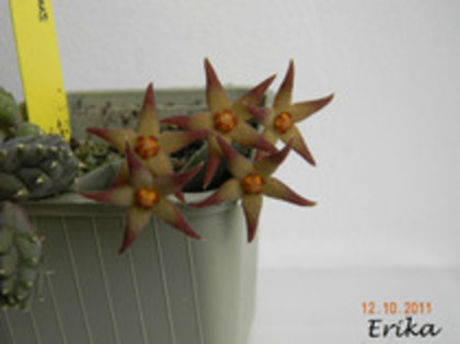 Piaranthus foetidus - orhidee la gramada