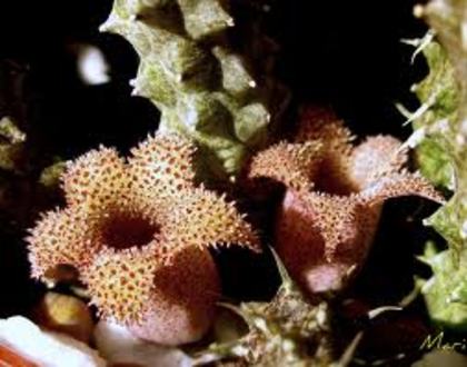 STAPELIANTHUS DECARI  - POZA NET - orhidee la gramada