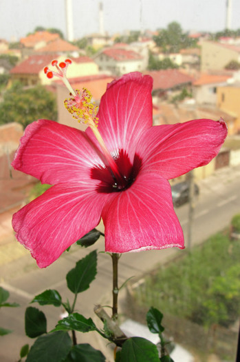 hibi Versicolor - B-hibiscus-2012 3