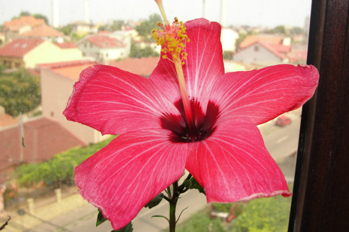 17.07.12 - B-hibiscus-2012 3