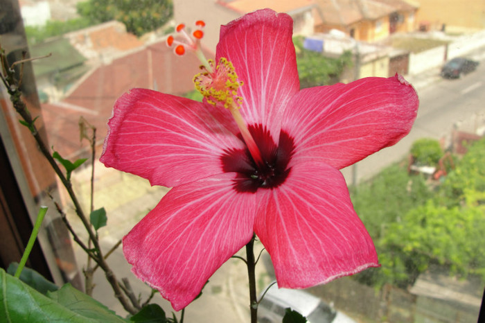  - B-hibiscus-2012 3