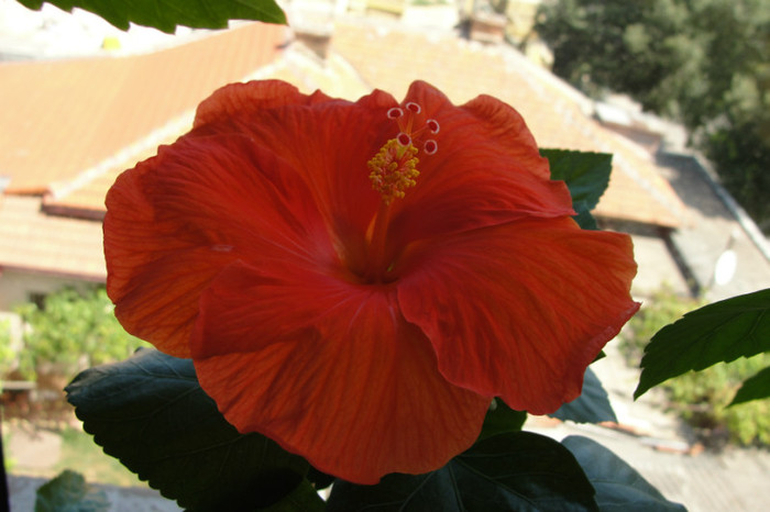  - B-hibiscus-2012 3