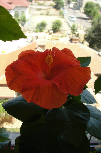 17.07.12 - B-hibiscus-2012 3