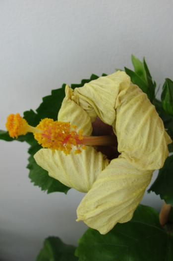 floarea trecuta Kattie Jones