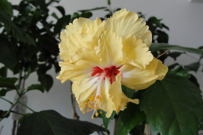 hibi el capitolio sport of sport - B-hibiscus-2012 3