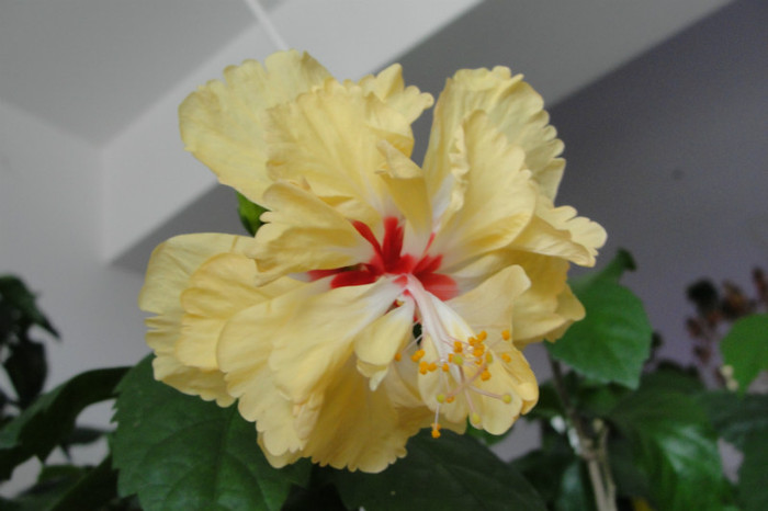  - B-hibiscus-2012 3