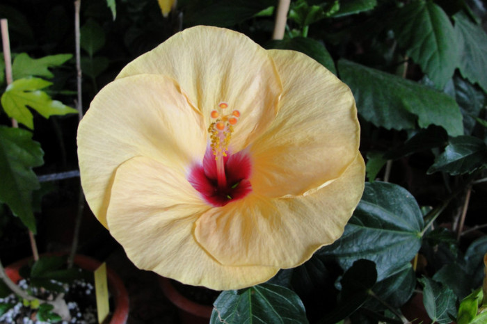 no name - B-hibiscus-2012 3
