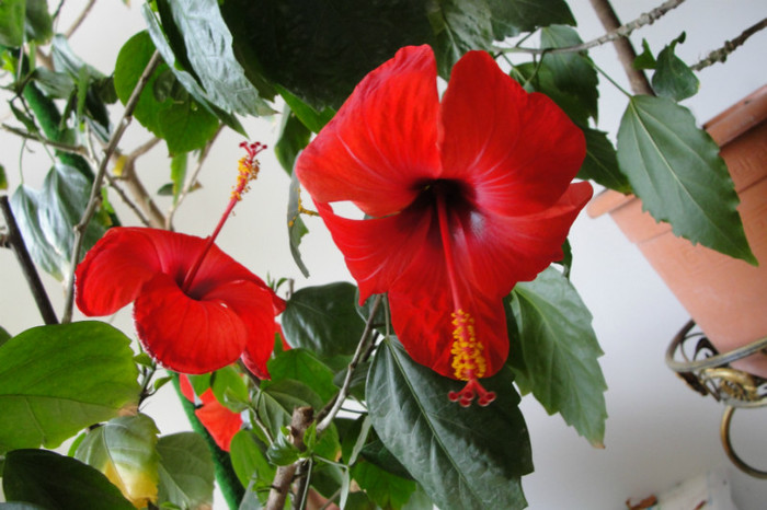  - B-hibiscus-2012 3
