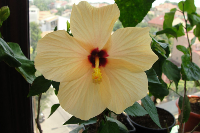 - B-hibiscus-2012 3
