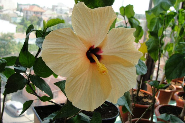 18.07.12 - B-hibiscus-2012 3