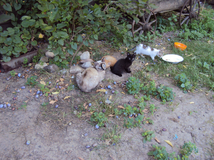DSC08023
