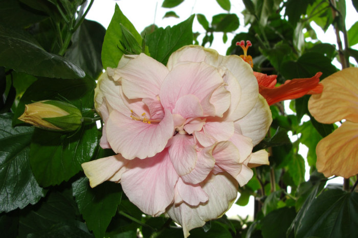 hibi roz pal batut - B-hibiscus-2012 3