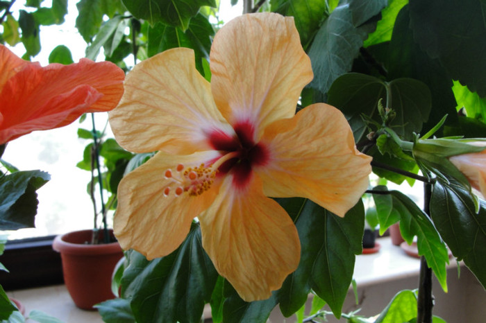  - B-hibiscus-2012 3
