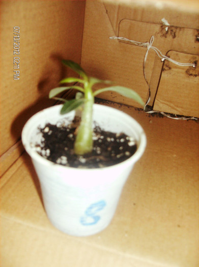 Double Santa 2012 - Adenium-deocamdata evolutia lor