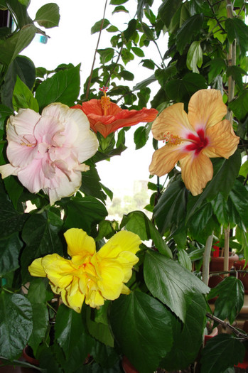 18.07.12 - B-hibiscus-2012 3