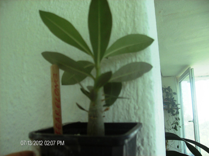 jearelong 6 luni - Adenium-deocamdata evolutia lor