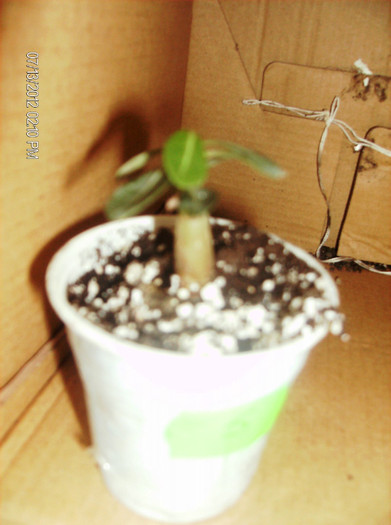 Violet City 2012 - Adenium-deocamdata evolutia lor