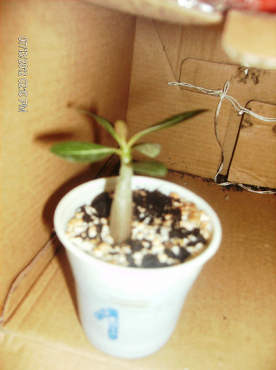 iulie2 2012 051 - Adenium-deocamdata evolutia lor