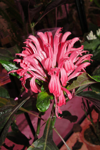  - Jacobinea carnea dark-red