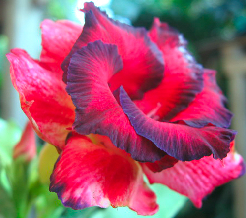 adenium Cherry Sweet-