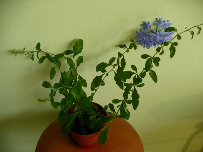 P1400462 - Plumbago 2012 -2013