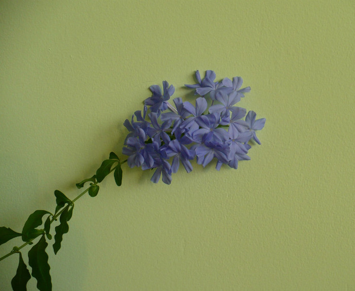 P1400464 - Plumbago 2012 -2013